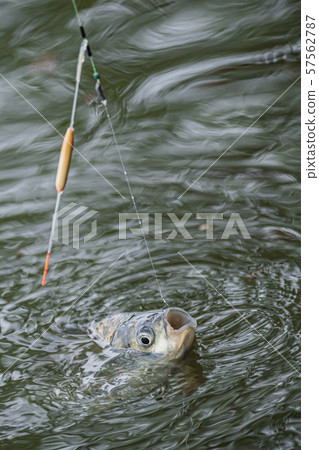 抹刀漂浮小鏟釣魚 抹刀漂浮小鏟釣魚 57562787