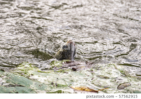 Spatula fishing Spatula fishing 57562915