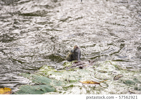 Spatula fishing 57562921