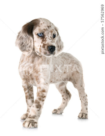 puppy english setter 57562969