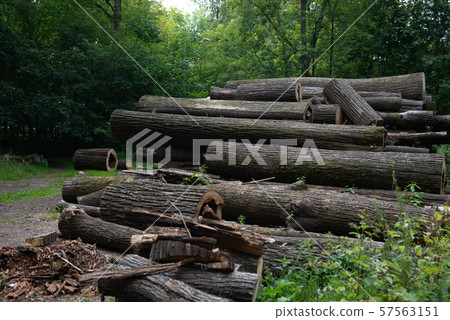 Wooden natural cut logs textured in a park Wooden natural cut logs textured in a park 57563151
