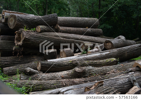 Wooden natural cut logs textured in a park Wooden natural cut logs textured in a park 57563166