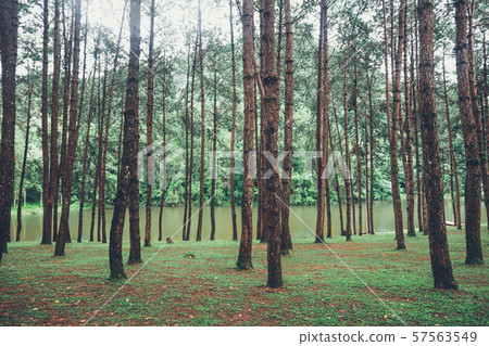 Pang Ung Reservoir, Travel Reservoir and Pine Forest Pang Ung Reservoir, Travel Reservoir and Pine Forest 57563549
