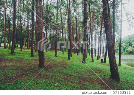 Pang Ung Reservoir, Travel Reservoir and Pine Forest 57563551