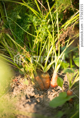 Photo of carrots in garden on summer 57563555
