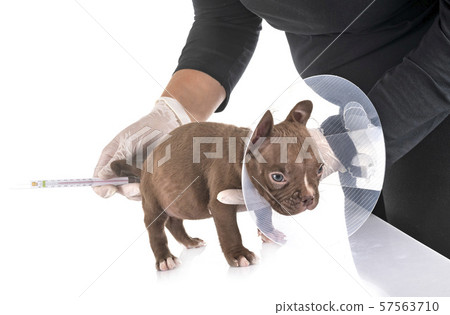 puppy american bully in studio puppy american bully in studio 57563710