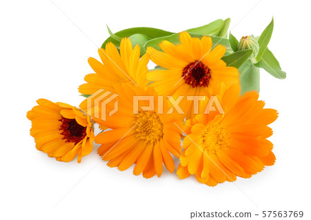 Calendula. Marigold flower isolated on white background 57563769