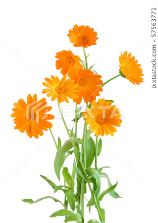 Bushes of orange Calendula flowers background . Isolated on white 57563771