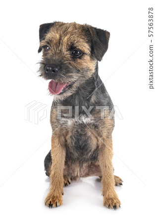 young border terrier young border terrier 57563878