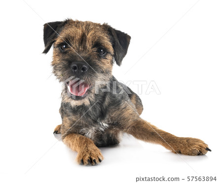 young border terrier young border terrier 57563894