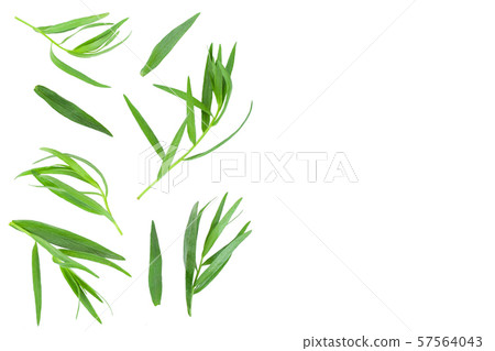 tarragon or estragon isolated on white background with copy space for your text. Artemisia tarragon or estragon isolated on white background with copy space for your text. Artemisia 57564043