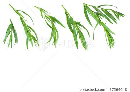 tarragon or estragon isolated on white background with copy space for your text. Artemisia tarragon or estragon isolated on white background with copy space for your text. Artemisia 57564048
