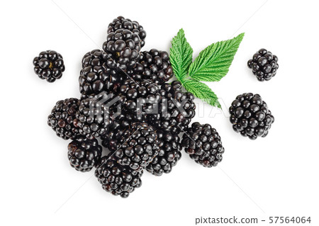 blackberry with leaf isolated on a white background closeup 57564064