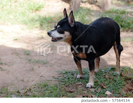 cute black fat lovely miniature pincher dog with brown dog eyes curious face selective focus walking outdoor on farm house country road blur green garden background cute black fat lovely miniature pincher dog with brown dog eyes curious face selective focus walking outdoor on farm house country road blur green garden background 57564534
