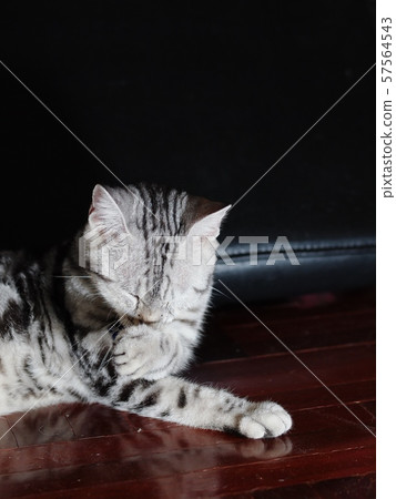 cute short hair young AMERICAN SHORT HAIR breed kitty grey and black stripes home cat relaxing lazy on brown wooden floor portrait shot selective focus blur background 57564543