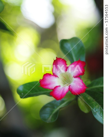 Desert Rose, Impala Lily, Mock Azalea, beauty white pink flowers on blur brown dried ground floor background Desert Rose, Impala Lily, Mock Azalea, beauty white pink flowers on blur brown dried ground floor background 57564553