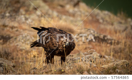 Aquila chrysaetos male looking at camera 57564865