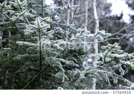 frost on the fir 57564938