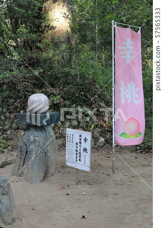 Kumano Shrine的Sachimomo（鹿兒島縣伊豆市大口山野） 57565333