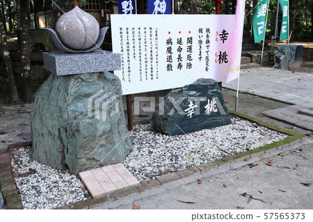 Kumano Shrine的Sachimomo(鹿兒島縣伊豆市大口山野) Kumano Shrine的Sachimomo(鹿兒島縣伊豆市大口山野) 57565373