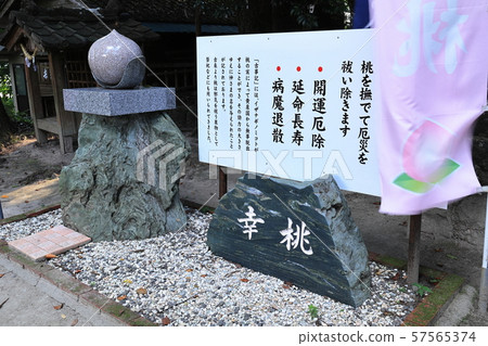 Sachimomo from Kumano Shrine (Oguchi Yamano, Isa City, Kagoshima Prefecture) Sachimomo from Kumano Shrine (Oguchi Yamano, Isa City, Kagoshima Prefecture) 57565374