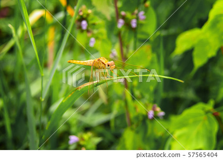 Horizontal image of yellow dragonfly on grass Horizontal image of yellow dragonfly on grass 57565404