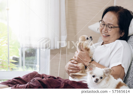 Happy senior woman with her dogs on couch inside Happy senior woman with her dogs on couch inside 57565614
