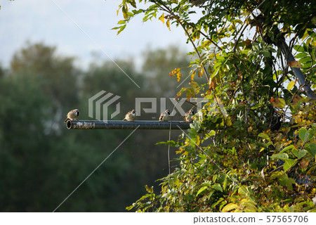 Scenery nature bird photograph Sparrow meeting Fruitful autumn and full of sparrows 57565706