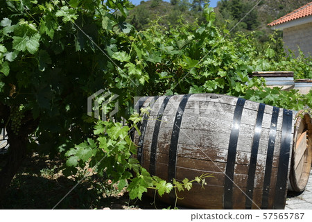 Wine barrels Wine barrels and Vineyards wine 57565787