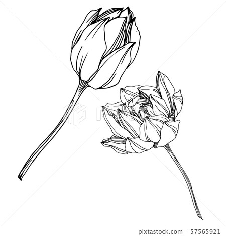Vector Lotus floral botanical flower. Black and white engraved ink art. Isolated lotus illustration 57565921