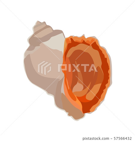 Beautiful rapana venosa shell icon isolated on white background, mollusk clam seashell, vector 57566432