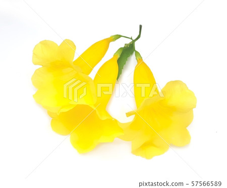 Beautiful Yellow Trumpetbush Flowers on White Beautiful Yellow Trumpetbush Flowers on White 57566589