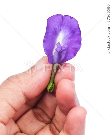 Hand Holding Beautiful Purple Butterfly Pea Flower 57566590