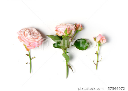 Flowers flat lay composition 57566972
