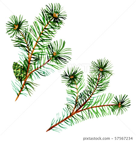 Branches of spruse and pine. Watercolor background illustration set. Isolated spruce illustration Branches of spruse and pine. Watercolor background illustration set. Isolated spruce illustration 57567234