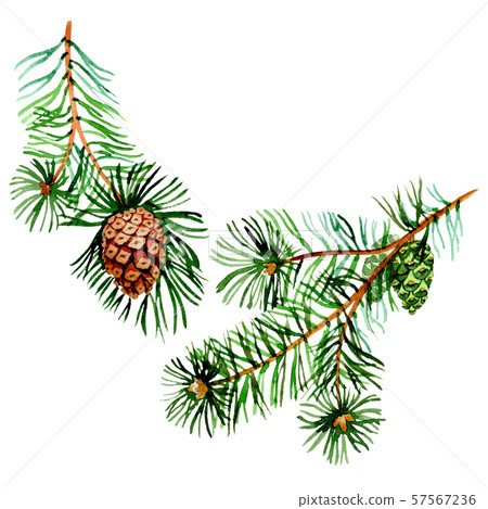 Branches of spruse and pine. Watercolor background illustration set. Isolated spruce illustration 57567236