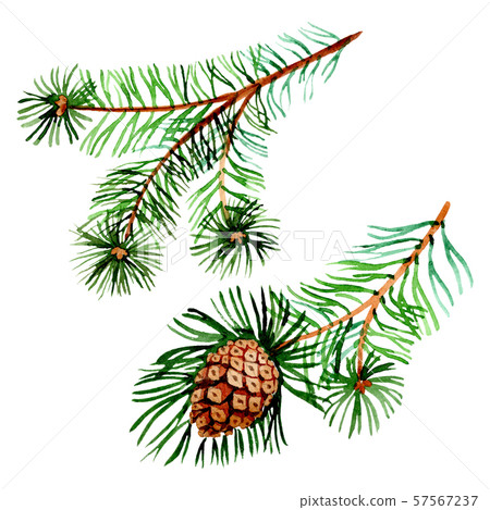 Branches of spruse and pine. Watercolor background illustration set. Isolated spruce illustration 57567237