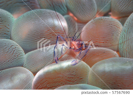 泡泡珊瑚蝦 57567690