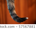 Cat's tail 57567881