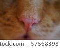 Cat nose up 57568398