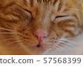 Cat face up 57568399
