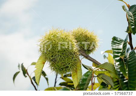 Chestnut fruit 57568737