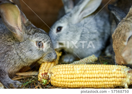 Gray and brown rabbits eating ear of corn in cage Gray and brown rabbits eating ear of corn in cage 57568750