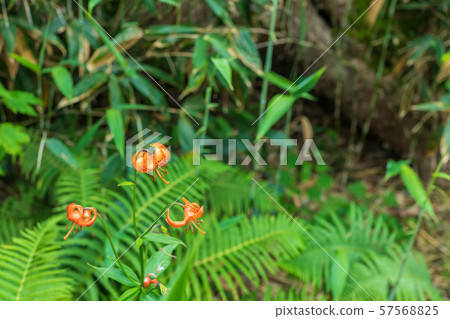 Kurumayuri: Tsugaike Nature Park Otari-mura, Kitazumi-gun 57568825