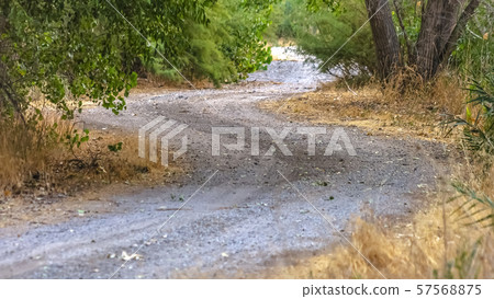 Trail winding through the forest of Provo Utah 57568875