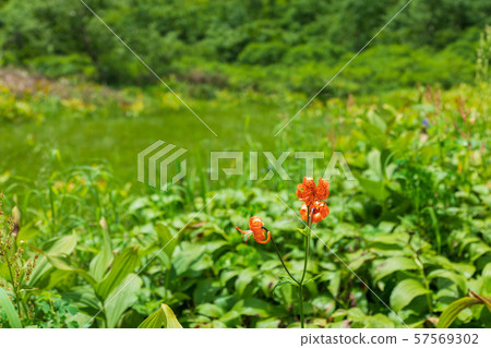 Kurumayuri：北海道郡Tsugaike Nature Park Otari-mura 57569302