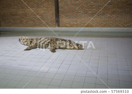 one crocodile sleeping in farm 57569310