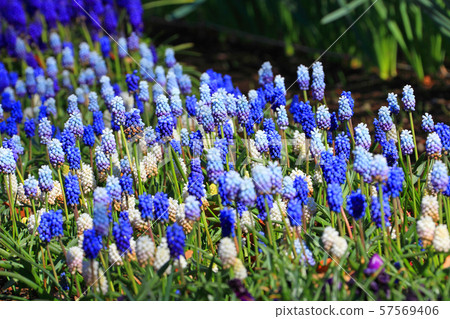 Muscari group of dark blue Muscari group of dark blue 57569406