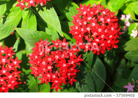 Red Pentas flowers blooming in the green house 57569408