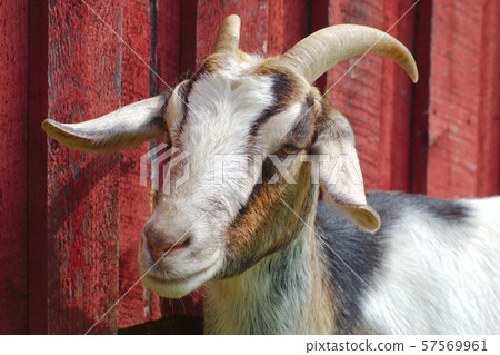 brown goat portrait red barn farm mammal agriculture  57569961